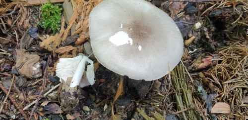 Volvariella murinella - 