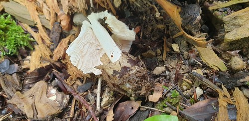 Volvariella murinella - 