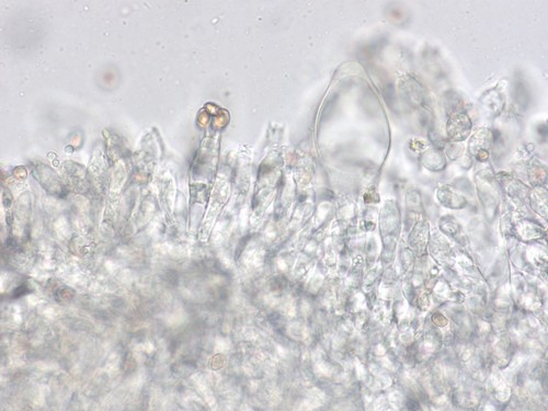 Volvariella murinella - 