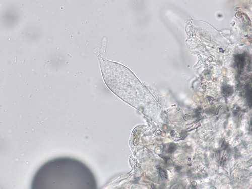 Volvariella murinella - 