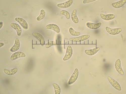 Tatraea dumbirensis - 