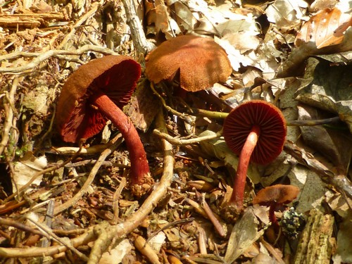 Cortinarius puniceus - 