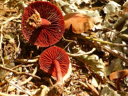 Cortinarius puniceus - 