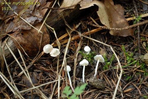 Cystolepiota seminuda - 