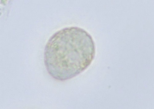 Amanita vaginata var. alba - Spore/n - Melzers  - 