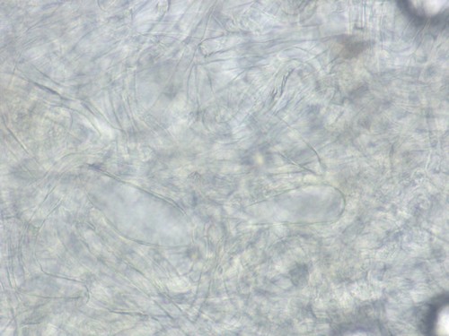 Amanita vaginata var. alba - Velum - Wasser  - 