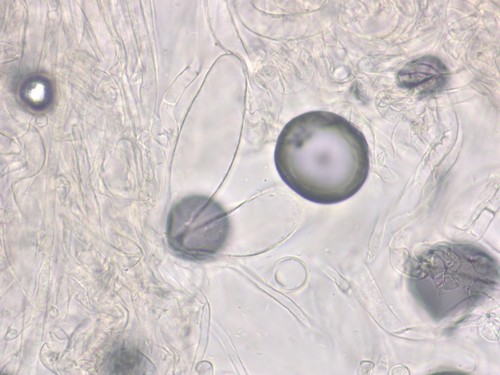 Amanita vaginata var. alba - Velum - Wasser  - 
