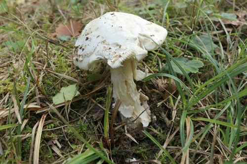 Amanita vaginata var. alba - 
