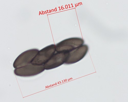 Saccobolus versicolor - 