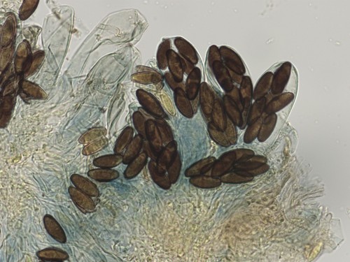 Saccobolus versicolor - 