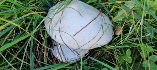 Agaricus excellens - 