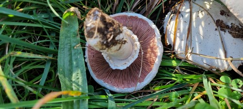 Agaricus excellens - 