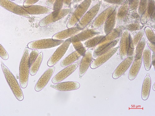 Bactridium flavum - 