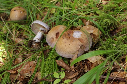 Cortinarius largus - 