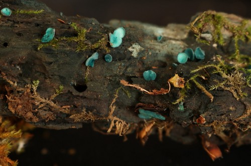 Chlorociboria aeruginascens - 