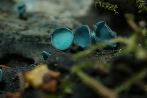 Chlorociboria aeruginascens - 