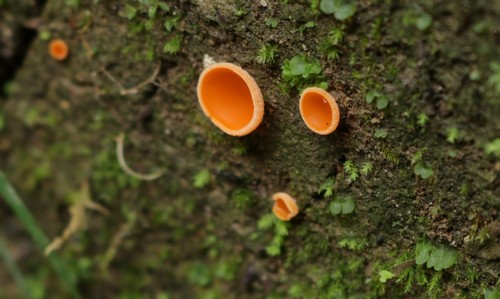 Aleuria aurantia - 