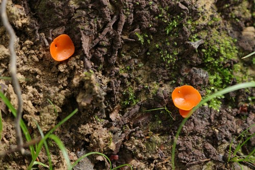 Aleuria aurantia - 