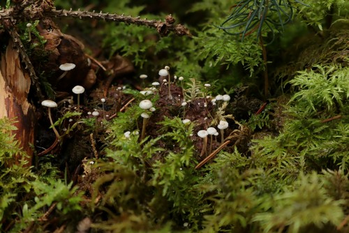 Collybia cirrata - 