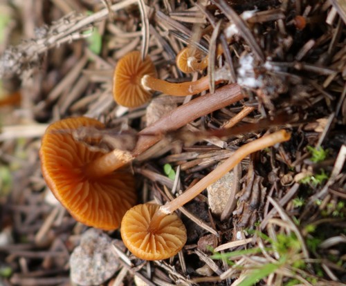 Galerina cinctula - 