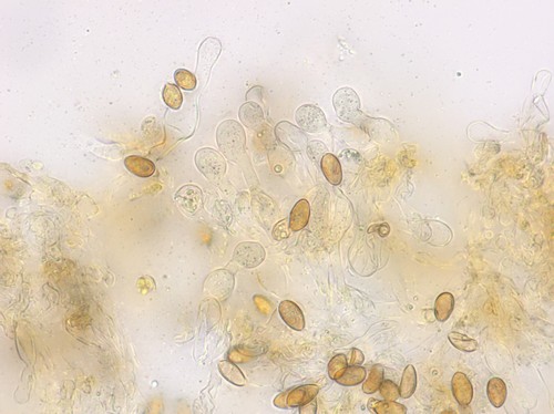 Galerina cinctula - Cheilozystiden - Wasser  - 