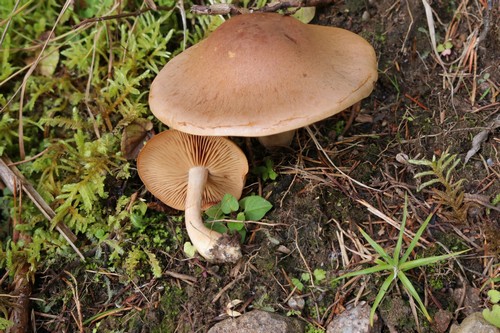 Cortinarius venetus var. venetus - 