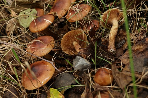 Tricholoma fulvum - 
