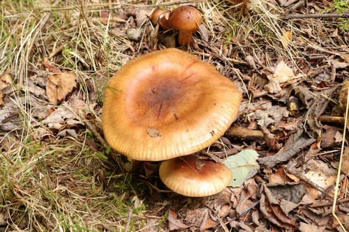 Tricholoma fulvum - 