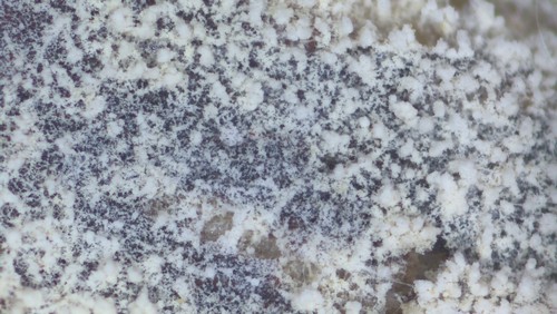 Trechispora microspora - 