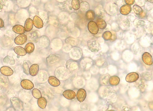 Cortinarius raphanoides - 