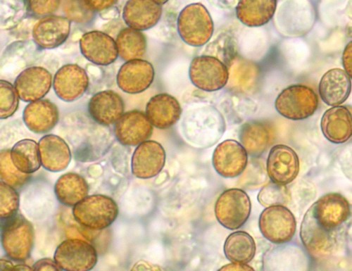 Cortinarius venetus var. venetus - Spore/n - 