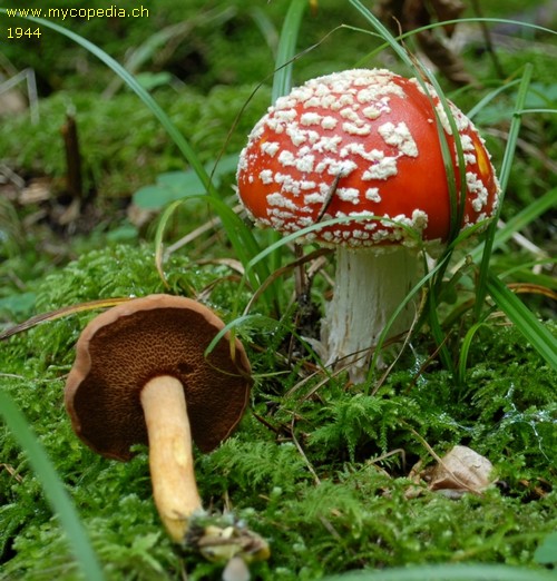 Chalciporus piperatus - 