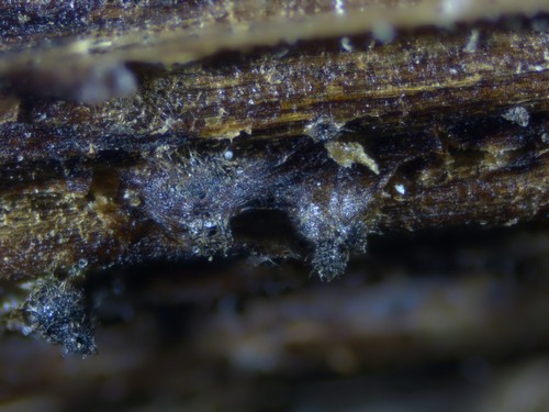 Ophiobolus acuminatus - 