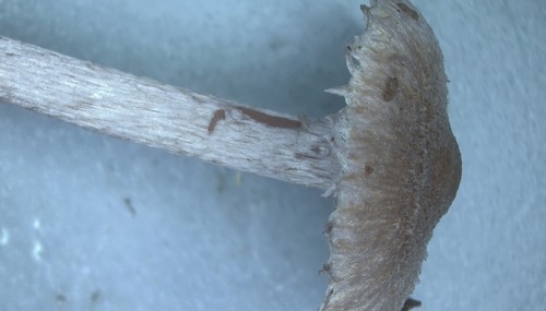 Inocybe squarrosa - 