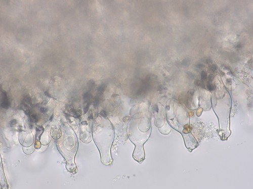 Inocybe squarrosa - Cheilozystiden - Wasser  - 