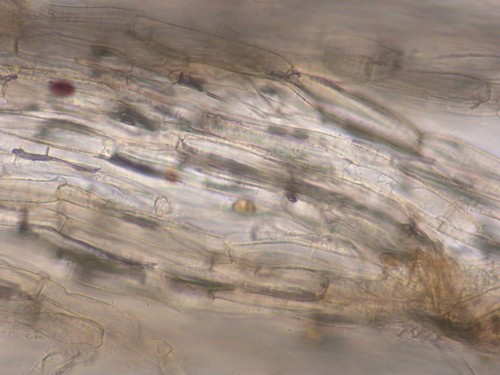 Inocybe squarrosa - HDS - Wasser  - 