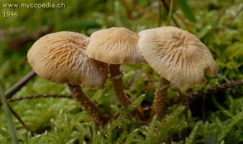 Cystoderma amianthinum - 