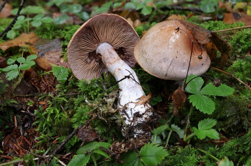 Cortinarius largus - 