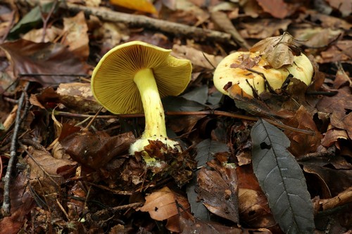 Cortinarius splendens - 