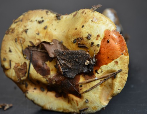 	Cortinarius sublilacinopes - Kalilaugenreaktion 10% - 