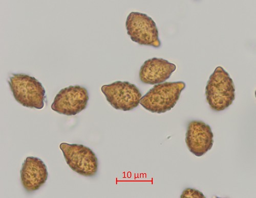 Cortinarius odorifer - Spore/n - Wasser  - 