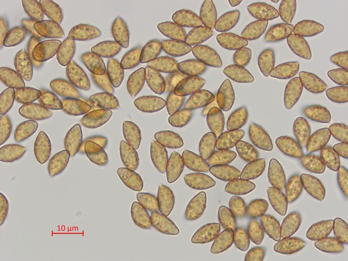 	Cortinarius sublilacinopes - 