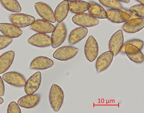 	Cortinarius sublilacinopes - 