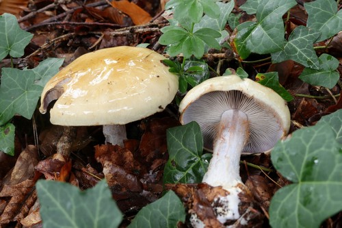 Cortinarius anserinus - 