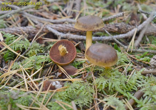 Cortinarius semisanguineus - 