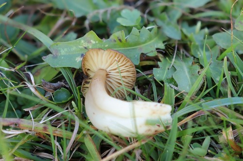 Neohygrocybe nitrata - 