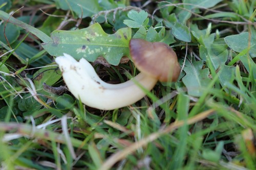 Neohygrocybe nitrata - 
