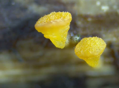 Allophylaria byssacea - 