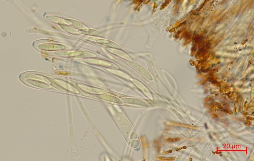 Allophylaria byssacea - 