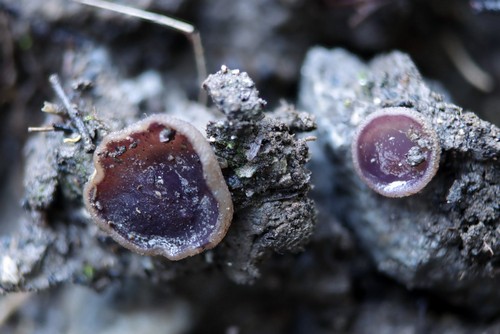 Daleomyces exogelatinosus - 